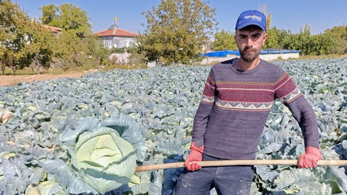 Niğde Sazlıca’da lahana hasadı devam ediyor